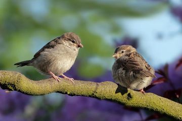 4 Arti Mimpi Melihat Burung Anda Boleh Bahagia Sekaligus Waspada Semua Halaman Suar 4 Arti Mimpi Melihat Burung Anda Boleh Bahagia Sekaligus Waspada Semua Halaman Suar