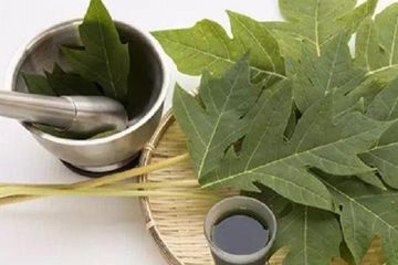 Konsumsi Daun Pepaya bermanfaat untuk kesehatan.