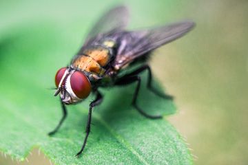 Dijamin Aman Dan Mudah Begini 5 Cara Ampuh Usir Lalat Dengan Bahan Alami Yang Wajib Kamu Coba Di Rumah Semua Halaman Hype