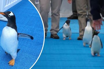 Negaranya Gunakan Metode Swab Anus, Masyarakatnya Berjalan Seperti Pinguin