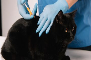 Sabun Cuci Piring Bisa Jadi Obat Alami Basmi Kutu Pada Kucing? Ini