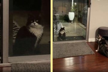 Kesepian Kucing Liar Yang Selalu Mengintip Ke Dalam Rumah Ini Akhirnya Dapatkan Teman Baru Untuk Bermain Semua Halaman Kids