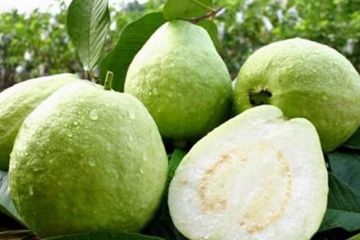 Jambu kristal bisa atasi batuk dan flu tapi tidak bisa menangkall Covid-19