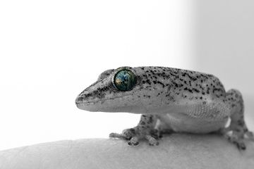 Mimpi Kejatuhan Tahi Cicak Menurut Islam, Benarkah Pertanda Buruk? - Semua  Halaman - Suar