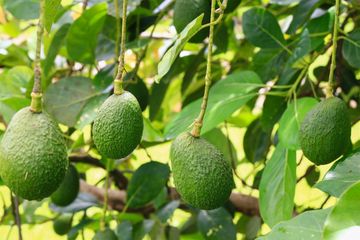 Daun alpukat memiliki kandungan bagi kesehatan yang tak kalah dari buah alpukat.