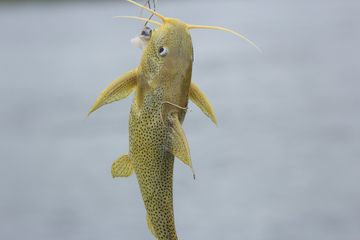 Tafsir Mimpi Memancing Lele Di Laut Benarkah Ini Pertanda Baik Semua Halaman Suar Tafsir Mimpi Memancing Lele Di Laut Benarkah Ini Pertanda Baik Semua Halaman Suar