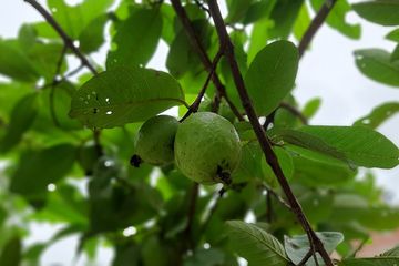 Daun jambu biji kaya akan manfaat kesehatan. Di antarnya untuk mengatasi keriput, jerawat dan flek