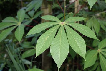 Cara Membuat Obat Asam Lambung dari Daun Singkong, Cuma Butuh 2 Bahan