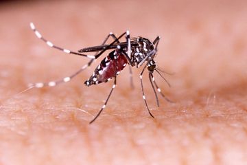 Gigitan nyamuk demam berdarah aedes aegypti dapat mengganggu kesehatan, tetapi studi di Brasil juga membuat tubuh kita kebal terhadap Covid-19. 