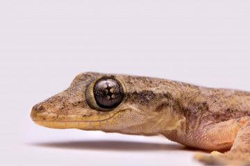 Mitos Kejatuhan Cicak Di Tangan Kiri Menurut Primbon Jawa Apakah Pertanda Buruk Semua Halaman Suar