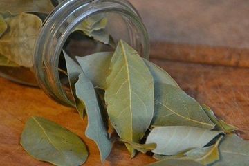 Daun salam bermanfaat sebagai obat alami bagi penyandang diabetes tipe 2.