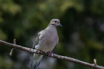 Hati Hati Ternyata Arti Mimpi Gagal Menangkap Burung Perkutut Akan Membawa Kabar Buruk Bagi Pemimpinya Hati Hati Ternyata Arti Mimpi Gagal Menangkap Burung Perkutut Akan Membawa Kabar Buruk Bagi Pemimpinya