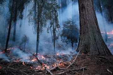 Natiogeo Id 年のカリフォルニア山火事以来まだ燃えている木 Pegasos01のblog