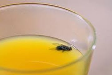 Minum Atau Tidak Minum? Saat Lalat atau Nyamuk Masuk ke Dalam Minuman