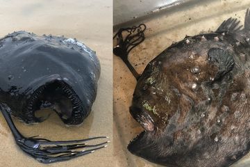 Anglerfish, Ikan Laut Dalam yang Menyeramkan, Muncul Ke Pantai - Semua  Halaman - National Geographic