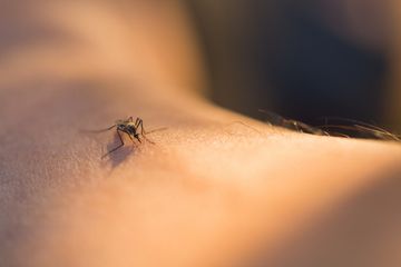 Disebabkan oleh gigitan nyamuk yang sama, penyakit infeksi chikungunya berbeda dengan demam berdarah.