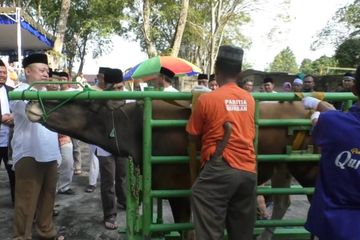 Panitia qurban tengah bersiap menyembelih hewan qurban sapi.