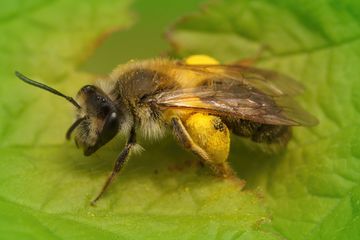 Mesti Ekstra Hati Hati Inilah Arti Mimpi Tawon Yang Membawa Kabar Buruk Hingga Penderitaan