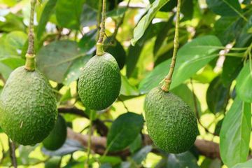 Daun Alpukat Punya Segudang Khasiat Mujarab Bisa Melawan Penuaan Loh Semua Halaman Bolastylo Bolasport  Daun Alpukat Punya Segudang Khasiat Mujarab Bisa Melawan Penuaan Loh Semua Halaman Bolastylo Bolasport