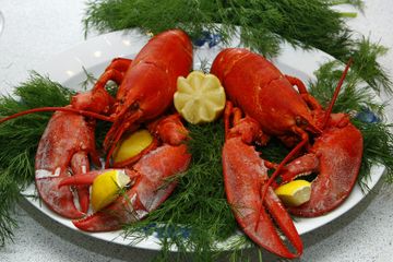 Arti Mimpi Tentang Lobster Mulai Dari Menangkap Hingga Makan Lobster Ternyata Jadi Tanda Kebahagiaan Dan Kekuatan