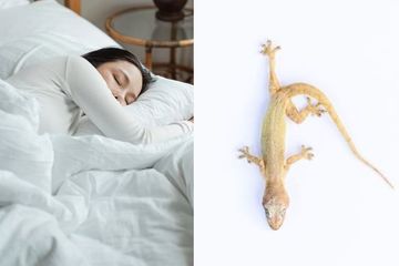 Arti Mimpi Dikotori Cicak Ternyata Memang Buruk Anda Harus Hati Hati Semua Halaman Hits