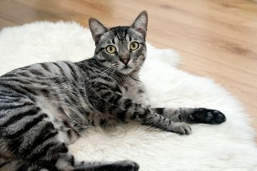 Ternyata Ini Alasan Mengapa Kucing Suka Menunggu Kita Di Depan Pintu Kamar Mandi Semua Halaman Hits