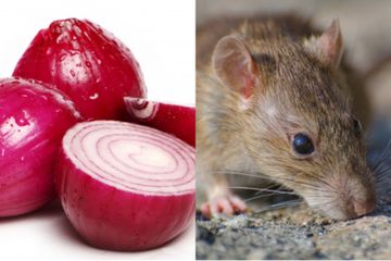 8 Cara Halau Tikus Di Rumah Nombor 3 Tu Mesti Sekali Kena Tak Datang Dah Sinar Plus