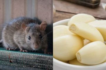 Emak Emak Pasti Senang Cuma Modal Bawang Putih Bisa Usir Tikus Dan Bikin Gak Bakal Lagi Caranya Gampang Banget Semua Halaman Sajian Sedap