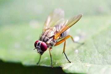 Mengenal Penyakit Infeksi Leishmaniasis yang Membunuh 100 Ribu Orang Setiap Tahun, Menyebar Lewat Lalat Pasir