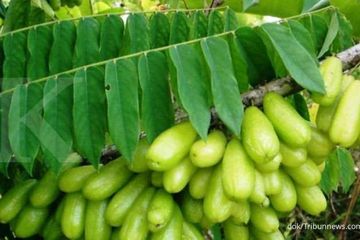 Pengobatan rumahan untuk diabetes melitus dapat  menggunakan daun belimbing wuluh.