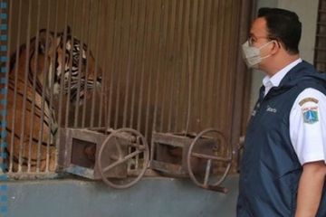 Gubernur DKI Jakarta Anies Baswedan menjenguk Hari dan Tino, dua harimau Sumatera di Kebun Binatang Ragunan yang terinfeksi virus corona.   