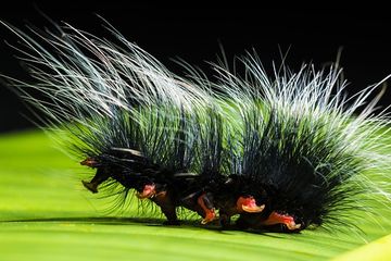 Mimpi Melihat Ulat Bulu Berwarna Hitam Pria Ini Syok Berat Saat Tahu Arti Mimpinya Pertanda Buruk Semua Halaman Suar