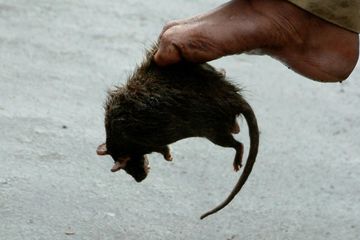 Gejala Demam Lassa, Penyakit Zoonosis yang Ditularkan Tikus Multimammate