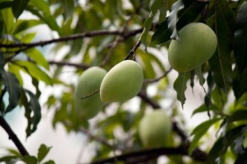 Macam-Macam Tumbuhan Yang Berkembang Biak Dengan Biji, Apa Saja? - Semua Halaman - Kids