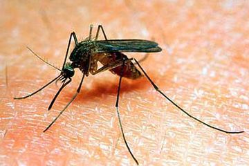 Inilah nyamuk Culex penyenab penyakit Japanese Encephalitis, radang otak yang tidak ada obatnya.