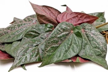 Air Rebusan Daun Sirih Merah Membuat Gula Darah Tinggi Kandas