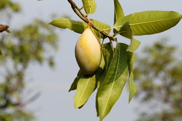Pengidap Penyakit Diabates Bersorak Gembira Modalnya Cuma Daun Mangga Yang Diolah Jadi Seperti Ini Bisa Menyembuhkannya Semua Halaman Nakita