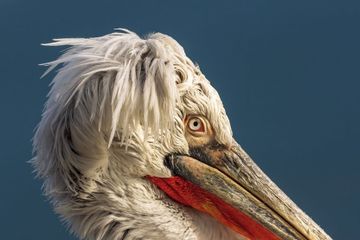 Punya Paruh Berkantong Ketahui 5 Fakta Unik Pelikan Si Burung Purba Semua Halaman Kids