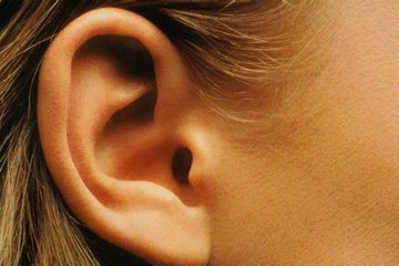 Ilustrasi Telinga