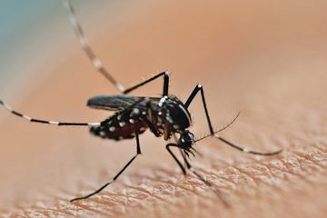 Parasit malaria membunuh setengah dari mereka yang terinfeksi.