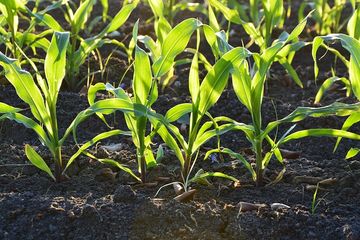Sebelum Berkebun Kenali Ciri Ciri Tanah Yang Subur Dan Cara Menyuburkannya Apa Saja Semua Halaman Kids