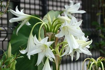Mengatasi Wasir dengan Tanaman Hias Crinum Latifolium yang Bunganya Putih nan Cantik