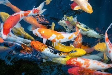 Siapa Sangka Memelihara Koi Di Rumah Miliki Sederet Manfaat Ajaib Orang Orang Pasti Nyesel Baru Tahu Semua Halaman Idea