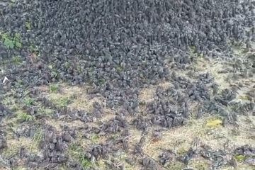 Foto ribuan burung pipit berjatuhan di sebuah kuburan di Bali menuai sorotan. Terkait hal ini, ahli mengungkap fakta sebenarnya.