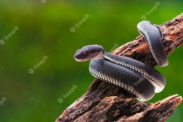 Arti Mimpi Dililit Ular, Apakah Pertanda Buruk? Berikut Penjelasan  Lengkapnya Menurut Primbon Jawa