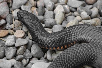 Arti Mimpi Dikejar Ular Hitam Waspada Ada Pertanda Buruk Semua Halaman Hits Arti Mimpi Dikejar Ular Hitam Waspada Ada Pertanda Buruk Semua Halaman Hits