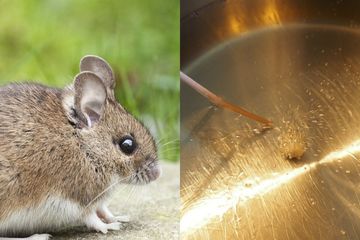 Cara mudah membuat tikus mati dengan minyak goreng.