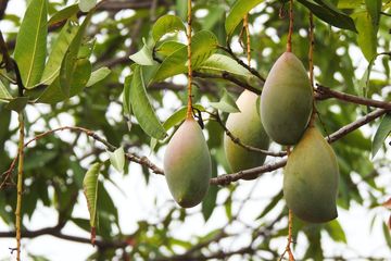 manfaat buah mangga untuk kecantikan