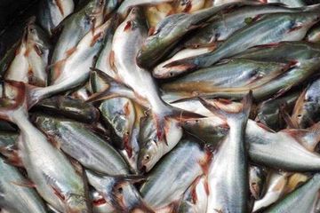 620+ Fungsi Ikan Dokter Air Laut Gratis