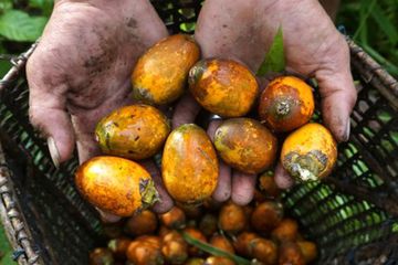 9 Manfaat Pinang Muda Bagi Kesehatan Bisa Tingkatkan Kesuburan Merdeka Com